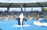 Meet the Dolphins in Miami Tour